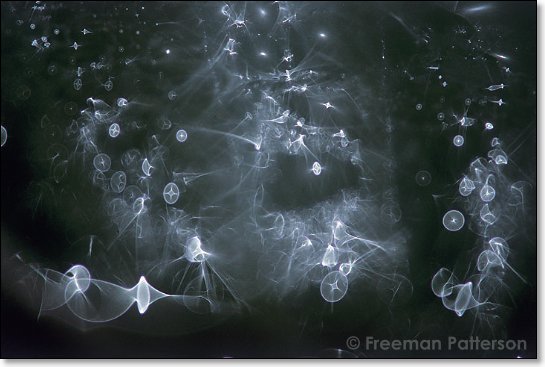 Garden Galaxy - By Freeman Patterson