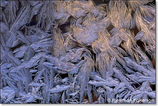 January Feathers - By Freeman Patterson