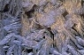 January Feathers