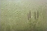Lupin Tears
