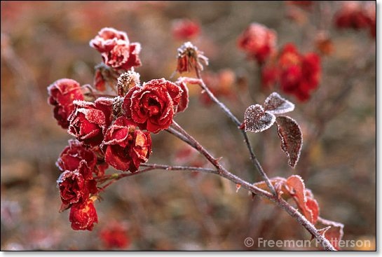 November Rose - By Freeman Patterson