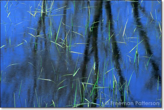 Spring Pond - By Freeman Patterson