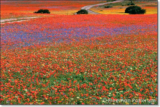 Namaqualand in Bloom - By Freeman Patterson