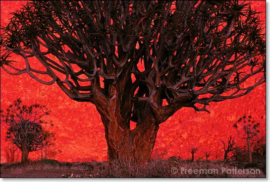 Sunrise at Kokerboomkloof - By Freeman Patterson