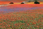 Namaqualand in Bloom