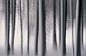 Winter Forest