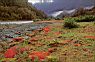 Lichen in the Valley