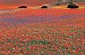 Namaqualand in Bloom